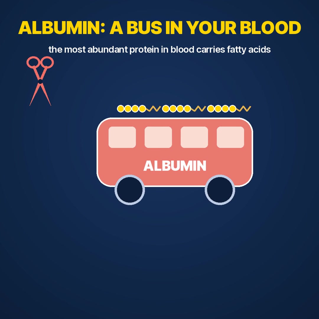 Explainer: albumin as a bus carrying GLP-1 by its fatty acid tail