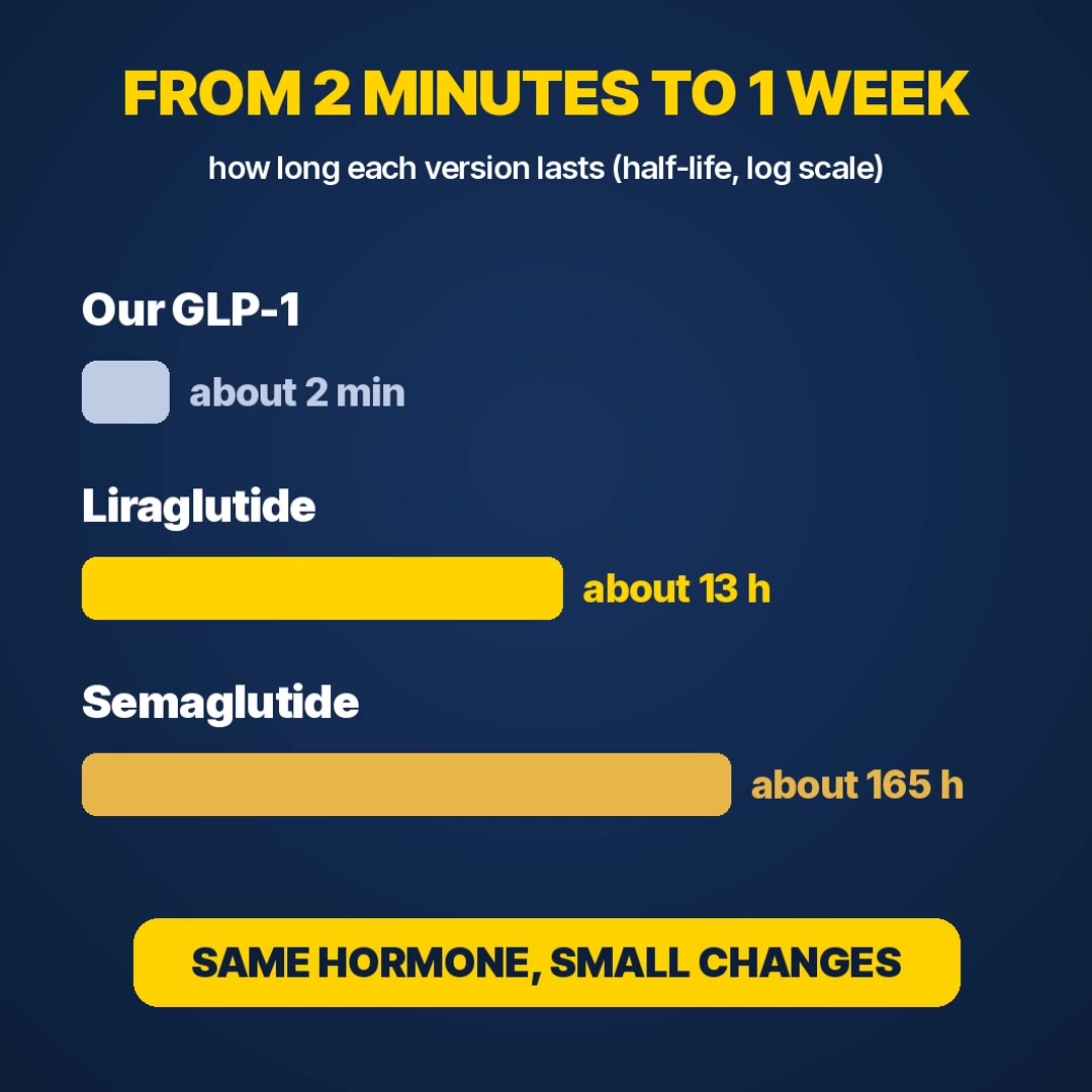 Explainer: half-life of our GLP-1, liraglutide and semaglutide on one scale